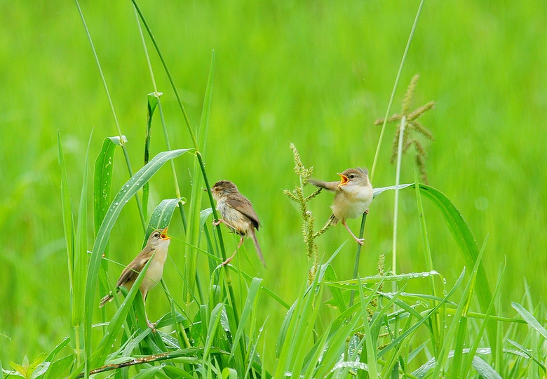 ���Ʋ��ġ�RankBet(�й�)���޹�˾����